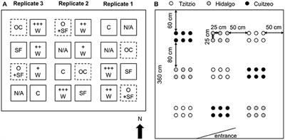 Parasitic Wasps Can Reduce Mortality of Teosinte Plants Infested With Fall Armyworm: Support for a Defensive Function of Herbivore-Induced Plant Volatiles